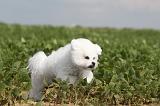BICHON FRISE 212
